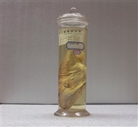 藏品(光兔頭魨)的圖片